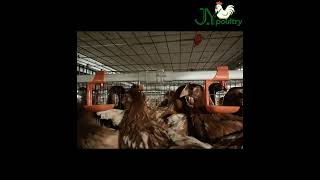 Jaulas automáticas para ponedoras | Granja avícola moderna , Equipos de gallinas