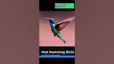 Humming Bird