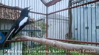 pancingan kacer Susah On lambat panas