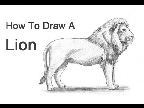 realistic lion drawing step by step