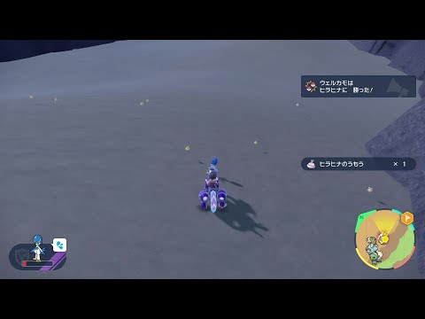 なんか1匹だけオシャレしてる色違いヒラヒナ【ポケモンSV】【ポケモンスカーレット・バイオレット】