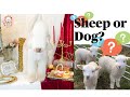 Bedlington Terrier grooming / Hello Claudius ❤️ の動画、YouTube動画。