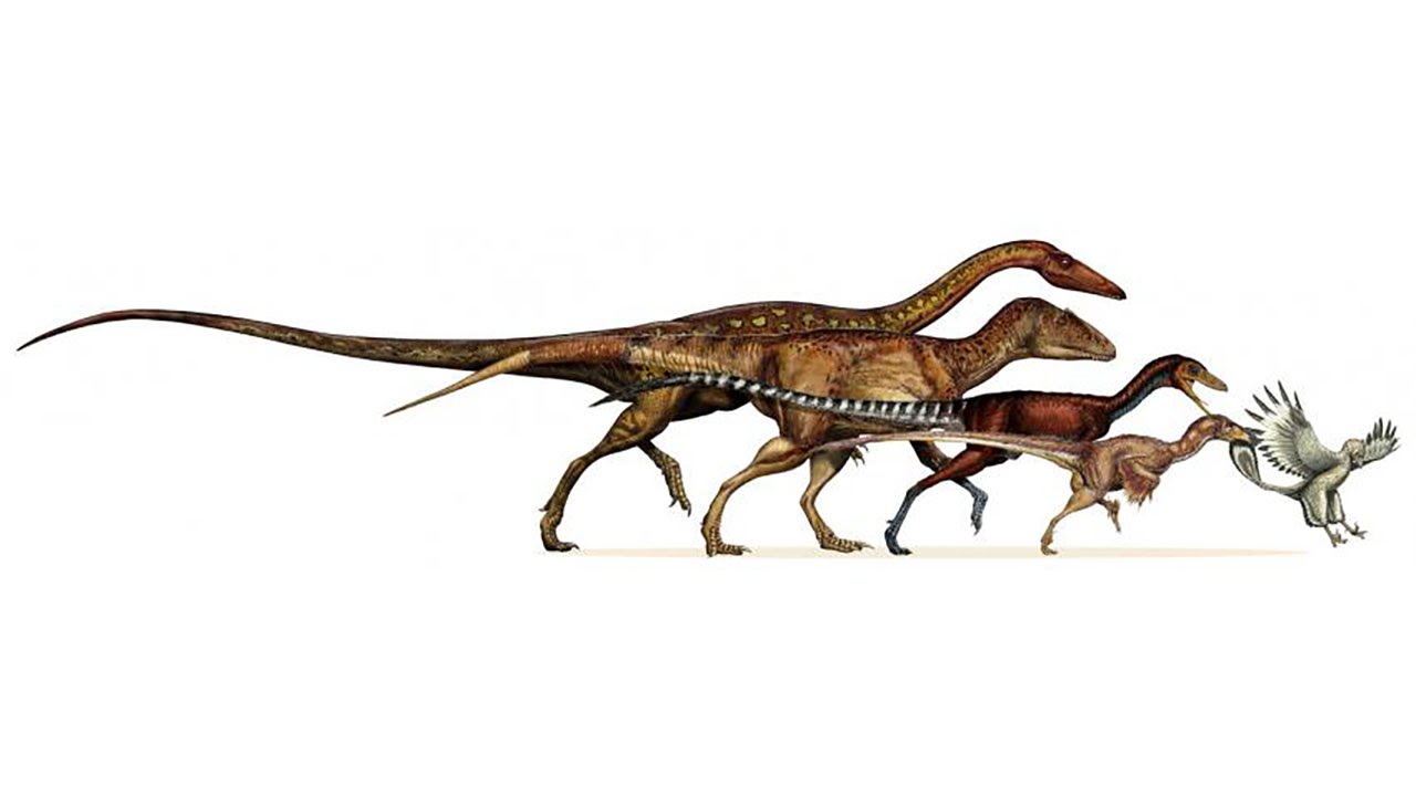 Image result for shrinking dinosaur bird