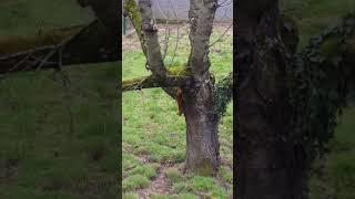 Un Visiteur Surprise Descend De Son Arbre...