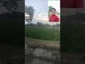 khet की हरियाली 👍🌹👌vlog video #parwezvlogs86 #shortsvideo #ytshort #youtubeshorts #video #delyvlogs