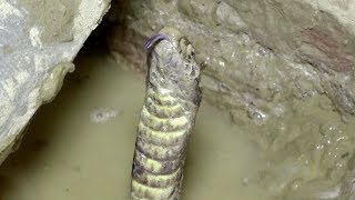 Oh My God, Use Water to force the Venomous Cobra Snake Out of the Cave