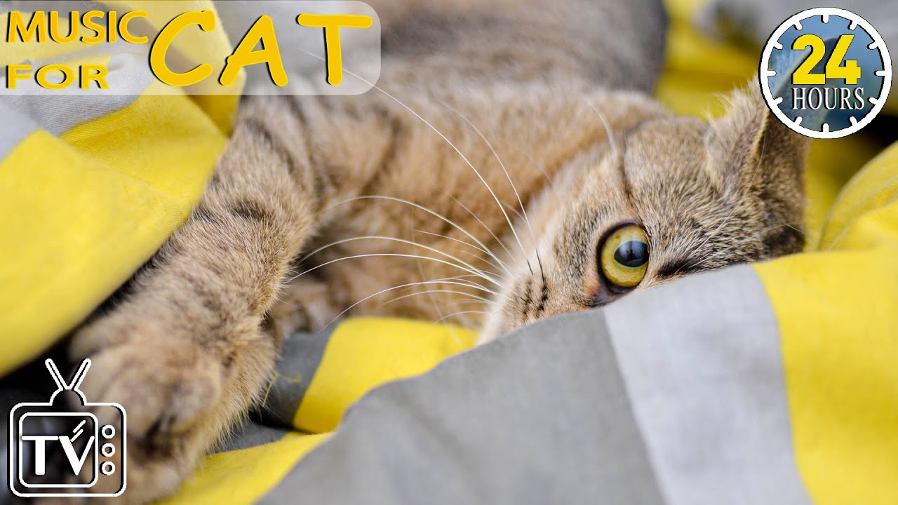 Calming Music for Anxious Cats: 24 Hours of Soothing Sounds for Deep ... - Nature Sounds For Anxious Cats