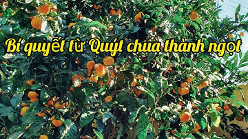 Bí quyết trồng Quýt được ngọt ngon không bị khô
