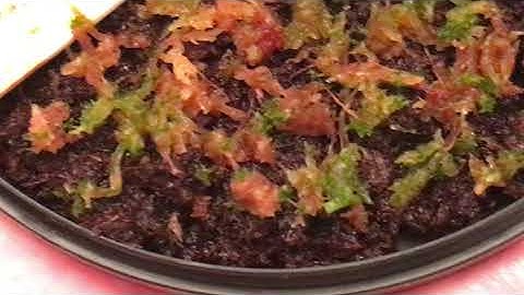 How To Revive Dried Sphagnum Moss