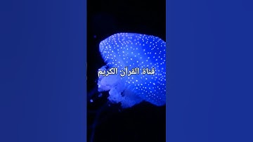 قناة القرآن الكريم تلاوة هادئة تريح القلب وتزيل الهموم. القرآن غذاء الروح