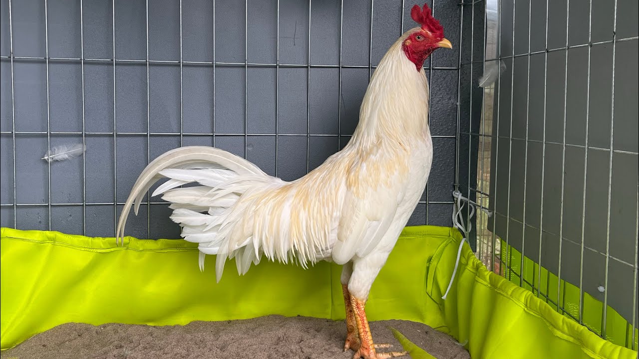 21/9 Top Thái Mỹ Hàng Supper VIP 0877.535.503