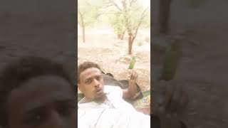 Umare Alii gadatv shorts