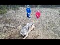 Timber Wolf Release 2017 John Oens