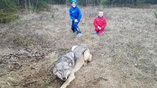 Timber Wolf Release 2017 John Oens