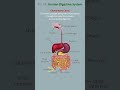 Digestive System #shorts #goldy #digestivesystem #stomach #intestine #mouth #saliva #esophagus#liver