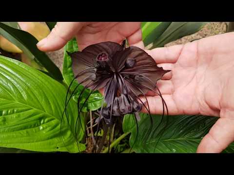 Flor morcego? Tacca chantrieri