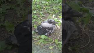 Crow chick / Птенец серой вороны #shorts