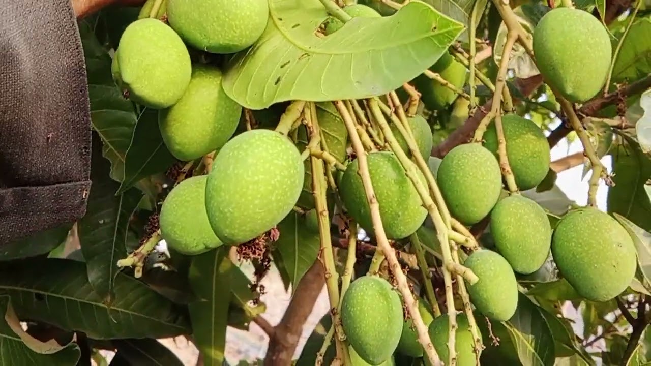 เก็บมะม่วงเบาทำมะม่วงน้ำปลาหวานค่ะ