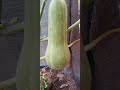 ¡mi cosecha de calabaza!