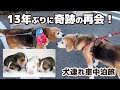 13年ぶりに奇跡の再会！旅の途中で姉妹犬に会ってきました -真夏の犬連れ東北車中泊旅-