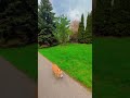 #corgi #doggielife #corgilife #corgicrew #nature #ontario #canada #dogsofyoutube #brampton #corgis