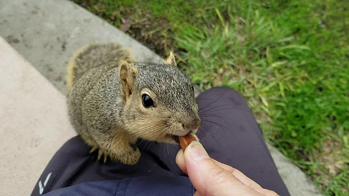 feeding a friendly squirrel