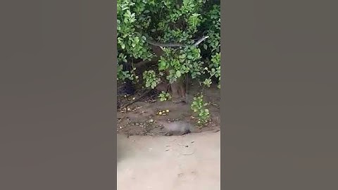 #black mamba #mongoose #fight #attack #shorts