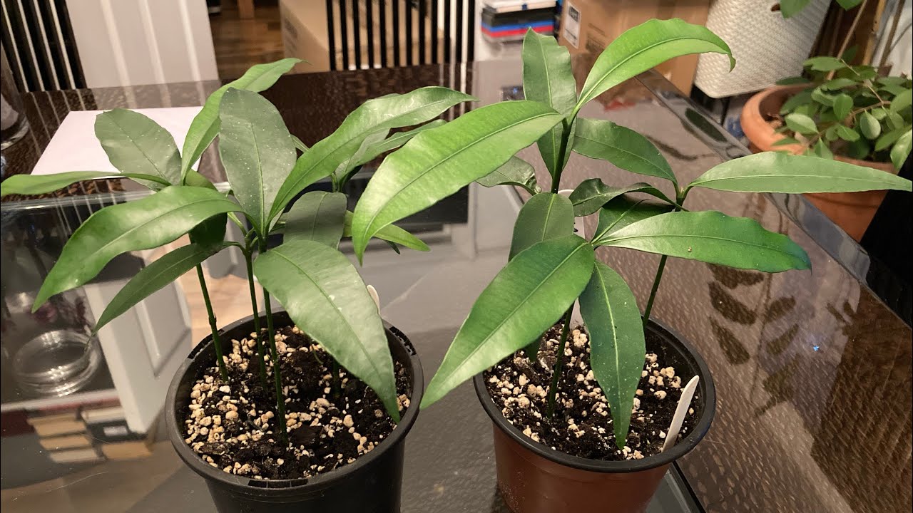 Обновление информации о саженце ачачи (гарцинии Гумилис) за декабрь 2025 года: он всё ещё жив и в...