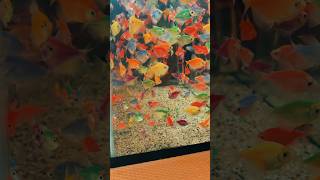 #garageaquarium #aquarium #аквариумистика #молдова #кишинев
