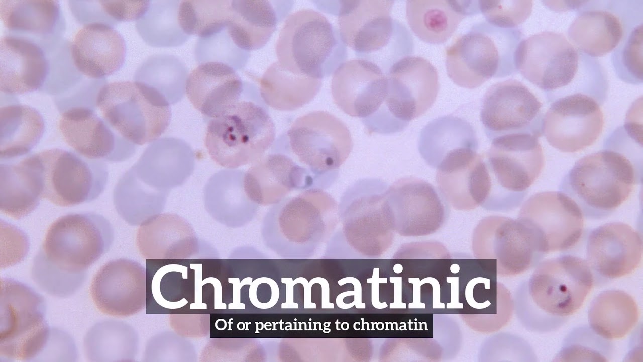 How Does Chromatinic Look? | How to Say Chromatinic in English? | What ...