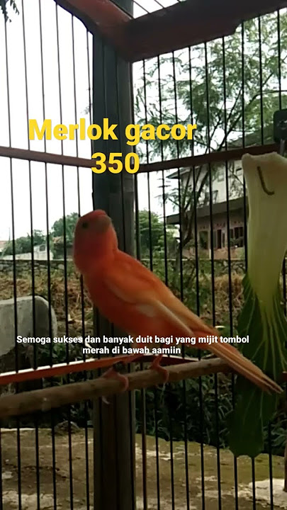 cuit cuit SUARA BURUNG KENARI merlok GACOR