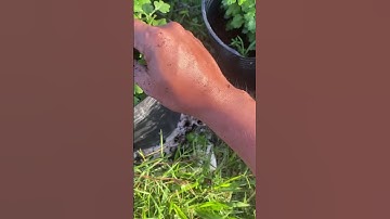 Ngắt đọt hoa mâm xôi truyền thống. Cơi 3. Hoa xuân 2026 #shortvideo #automobile #hoahandmade