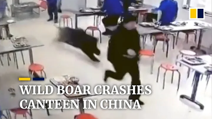 Wild boar romps through staff cafeteria in eastern China - DayDayNews