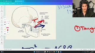 How To Maximise Your Maxilla At Any Age