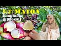Fakta - fakta tentang "MATOA", Buah Paling Disukai di Indonesia