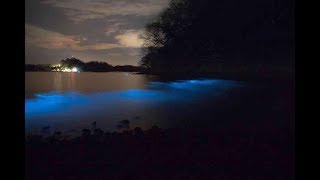 Bioluminescent kayak tour, Bahia Rica, Costa Rica