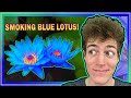 BLUE LOTUS FLOWER - SMOKE REVIEW // Ancient Egyptian&#39;s Secret to the Afterlife!!