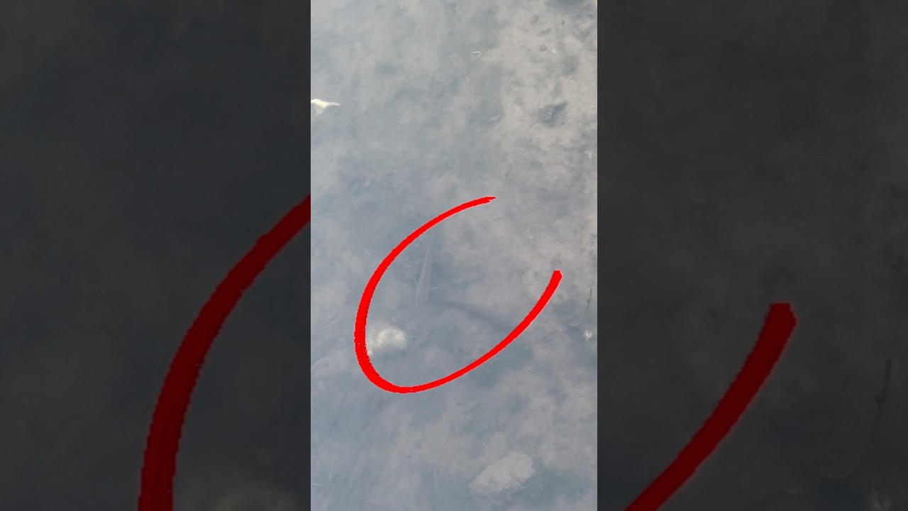 വല്യ വരാലുകൾ ഉള്ള spot 😨🎣 