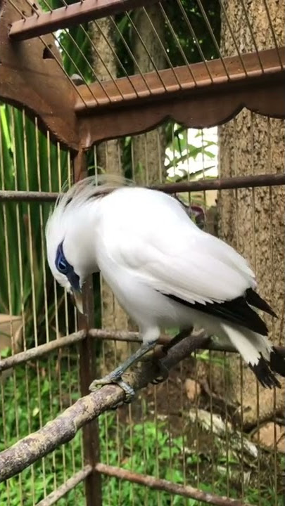 Tarian Jalak Bali gacor