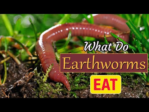What Do Earthworms Eat? How Do Earthworms Help The Soil