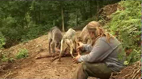 Shaun Ellis Working with Wolves part 2