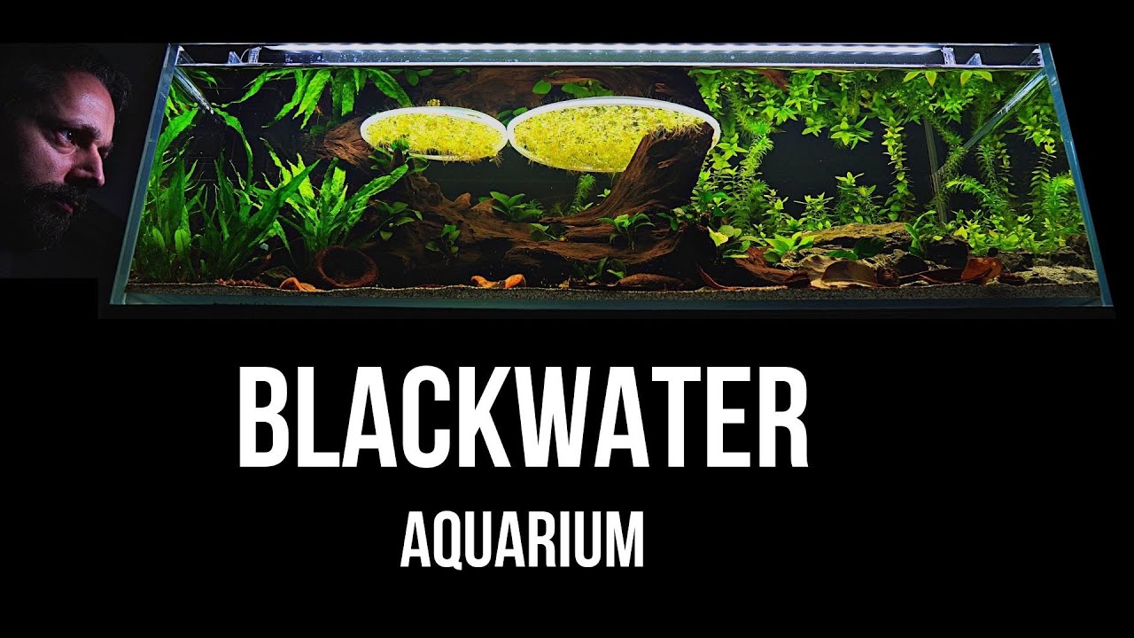BLACKWATER AQUARIUM | Step by step LOW TECH shallow tank setup | EP1