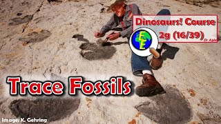 Dinosaur Trace Fossils: Tracks and Coprolites (2g - 16/39)