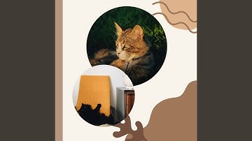 Wondrous Bossa Nova - Vibe for Keeping Cat Relaxed