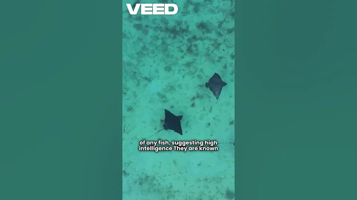 Manta Ray Magic Unveiled #shorts #shorts #viral #trending #fyp #ocean  #sea #underwater #didyouknow