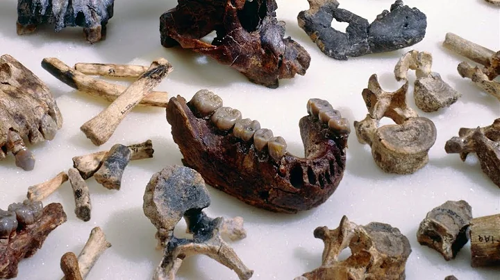 Lucy the 3.2 Million Year Old Mother of Man | BBC ...