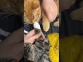 cat fighting which one to win #cute #reels #gaming #girl #facebook #foryou #life #live  #tiktok