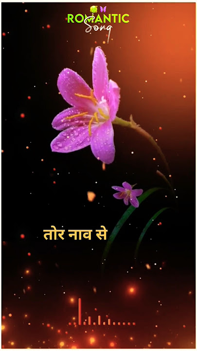 🥀||CG SONG LYRICS STATUS|| 👉#cglovestatus #cgreels #cgstatus #cgsong #cgshorts #chhattisgarhistatus💫