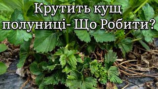 Чому КРУТИТЬ кущ?Загадкова хвороба полуниці.Нематода чи щось ІНШЕ?