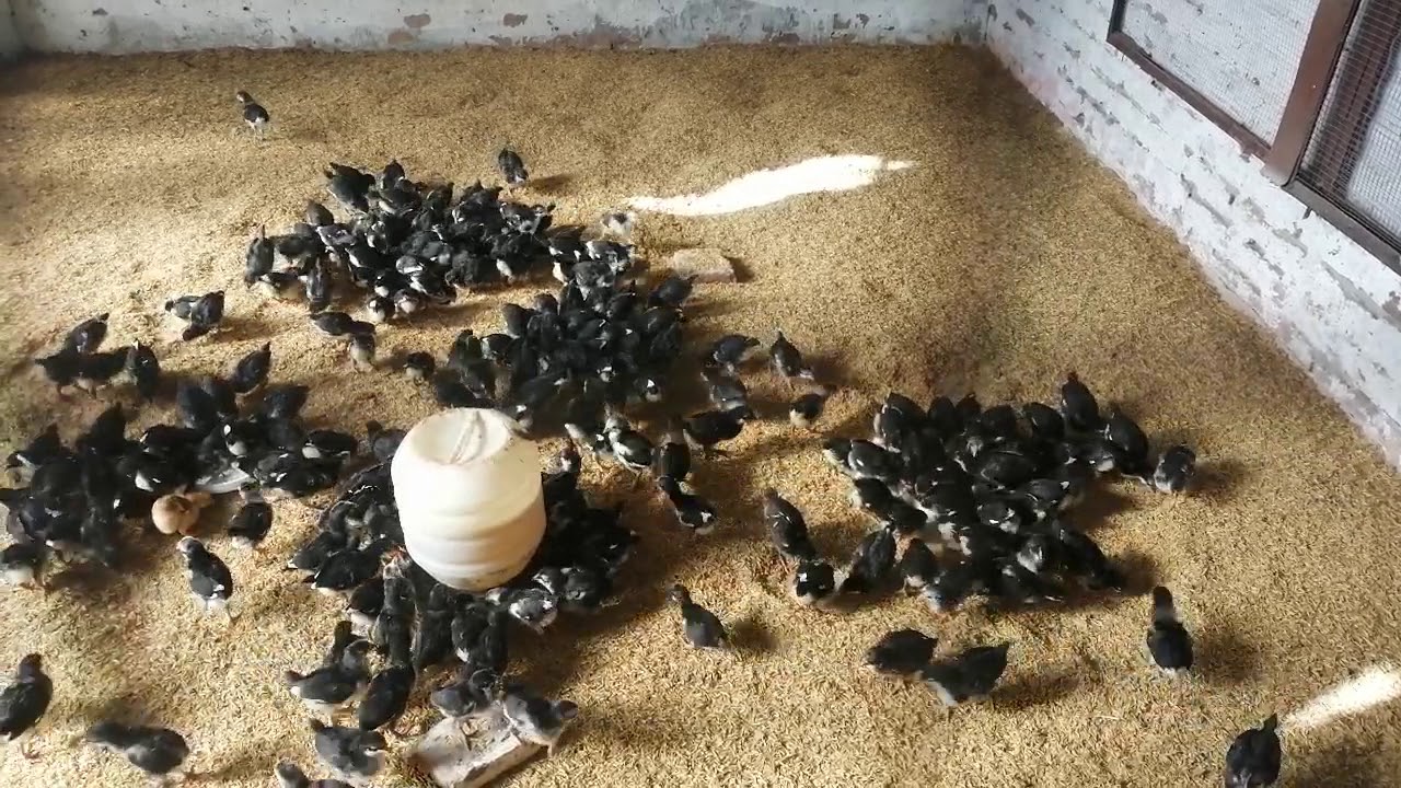 Black australorp chicks for sale age 15 day